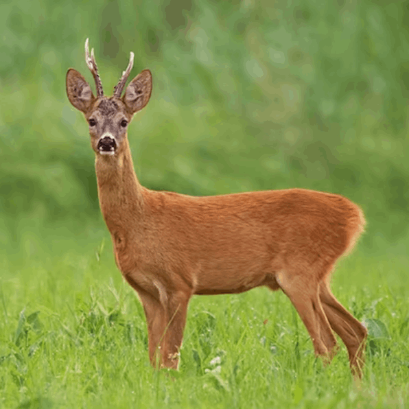 Roe deer hunting in Italy big game