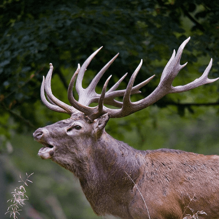 Deer hunting in Italy big game