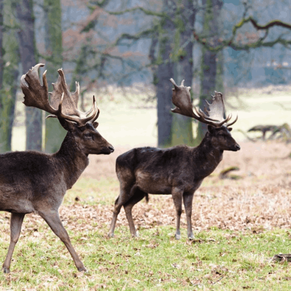 Roe deer hunting in Italy big game