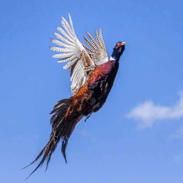 Pheasant hunting in Italy small game