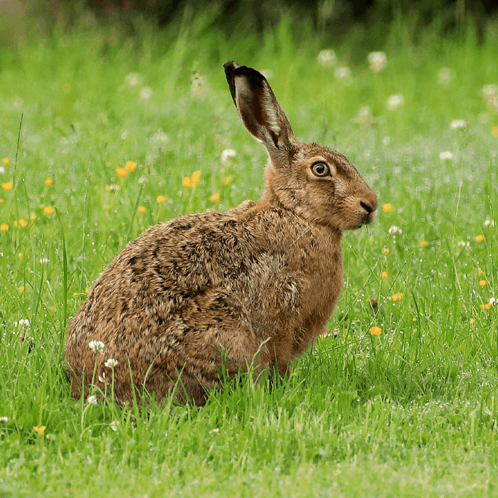 hare hunting in Italy small game