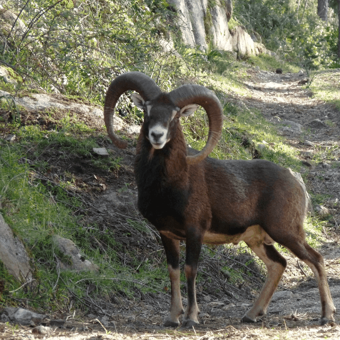Muflon hunting in Italy big game