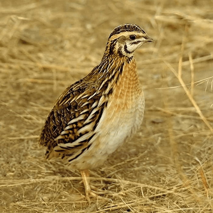 quail hunting in Italy small game