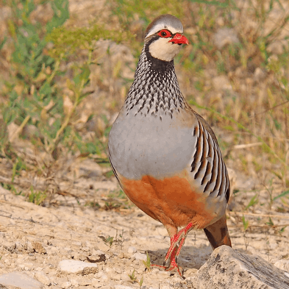 Hunting in Italy