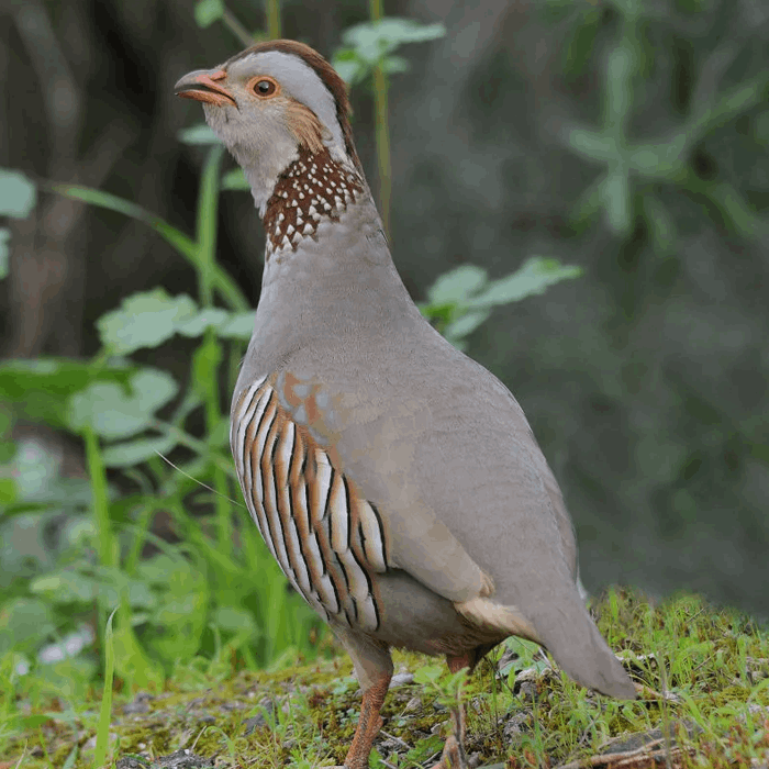 sardinian partridge hunting in Italy small game
