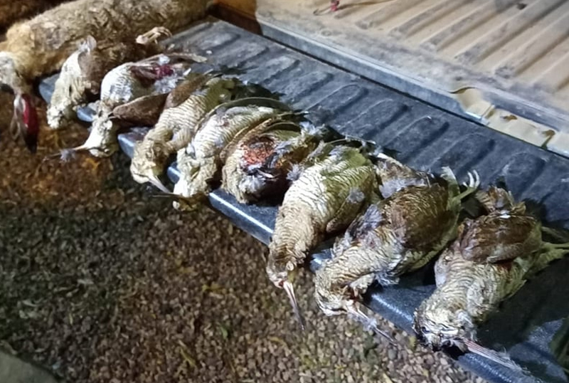 AlbaClub caccia in Romania