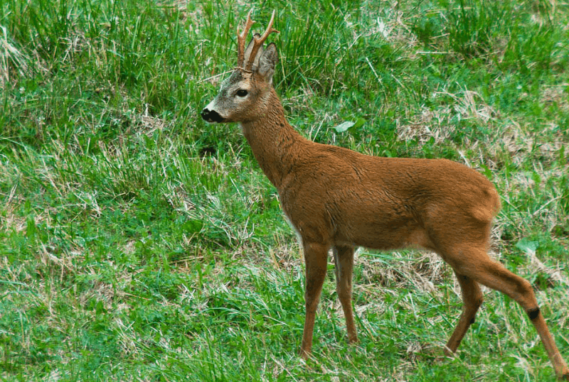 caccia al capriolo in romania turismo venatorio