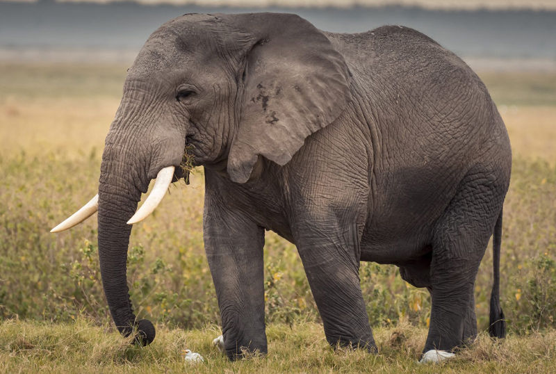 F G Safaris elefante africano sudafrica caccia turismo venatorio