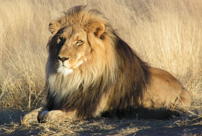 F G Safaris leone sudafrica caccia turismo venatorio