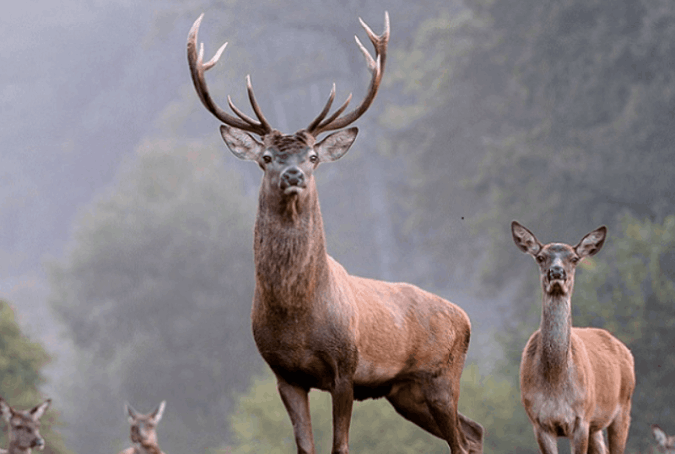 Turismo Venatorio caccia di cervo