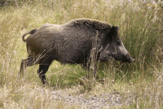 Turismo Venatorio caccia al cinghiale